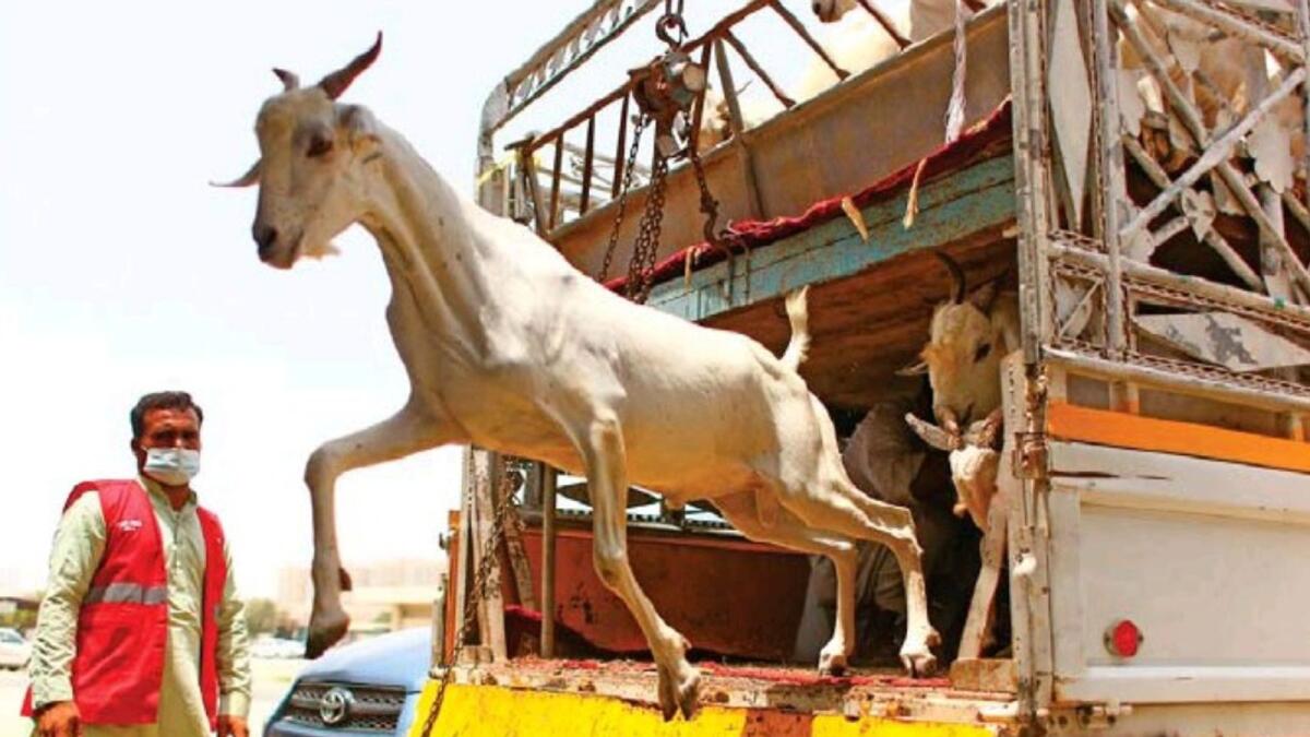 Eid al-Adha: Fixed price of sacrificed animals in Dubai – News
