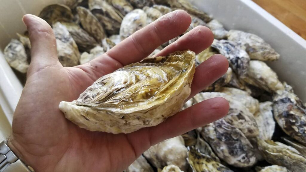 How UAE oyster farms are helping the environment on the coast of ...