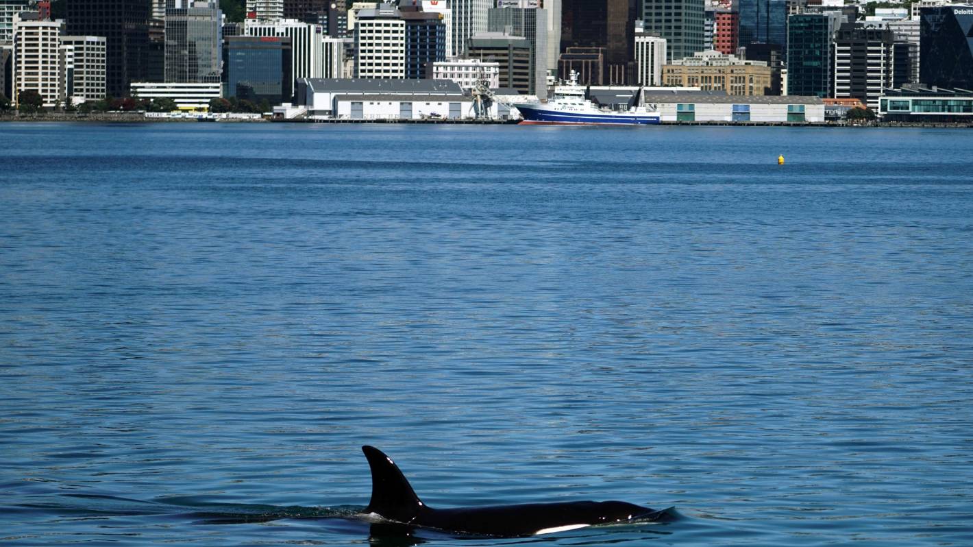 Orcas provides Wellington with Boxing Day entertainment