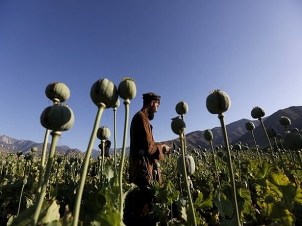 World News | Poppy cultivation banned in Afghanistan since emirate’s creation: Taliban