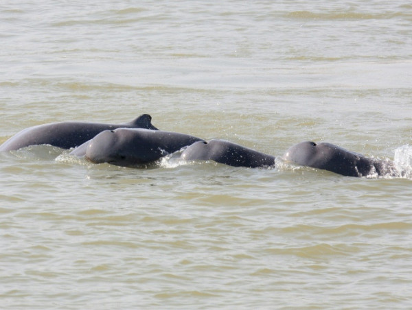 Cambodian leader orders Mekong safe zone to save rare dolphins