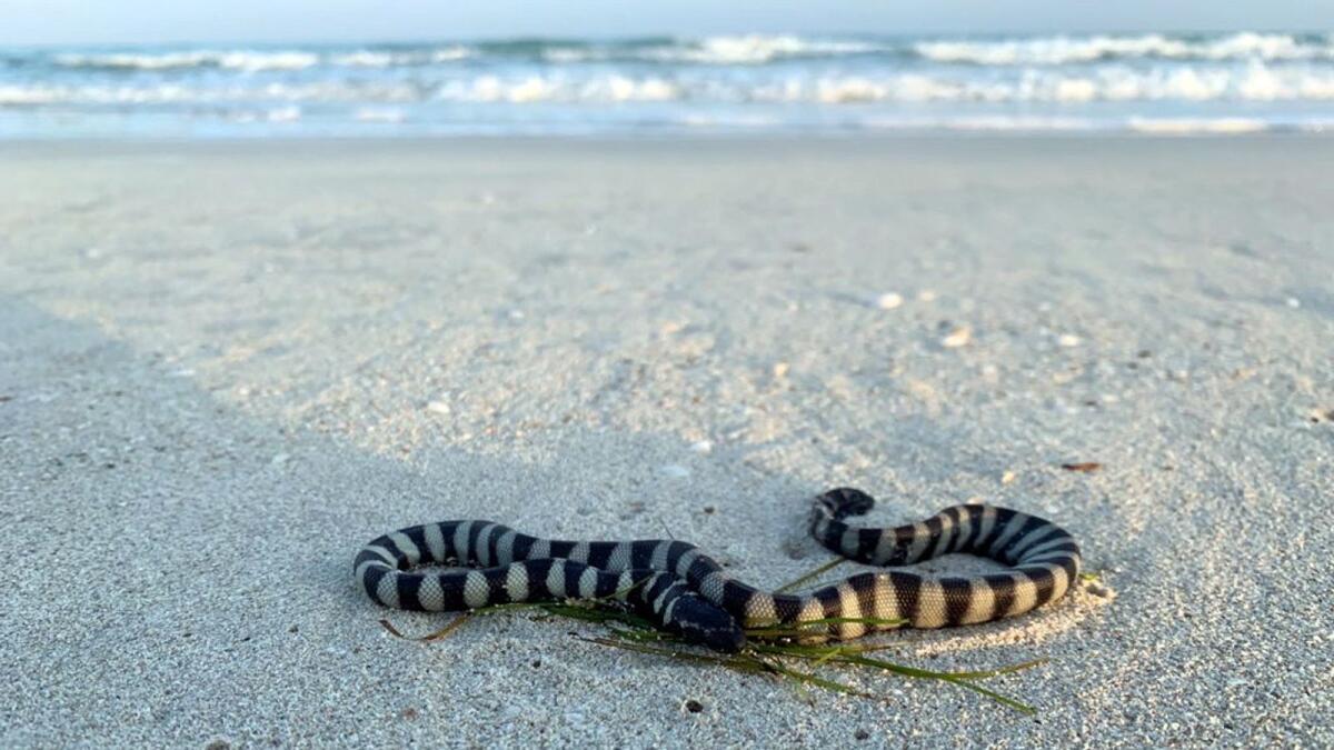 UAE: Residents warned of sea snakes on beaches; definitive guide to issues – News