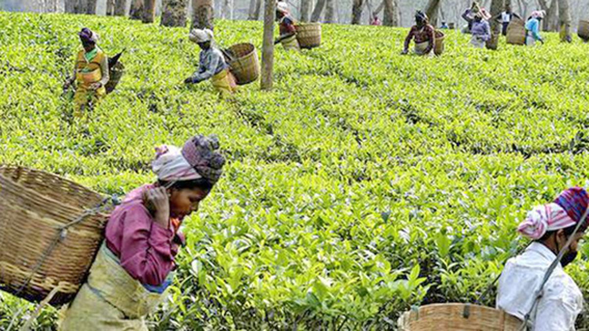 Indian tea exports to rise in 2022 on demand from Russia, UAE