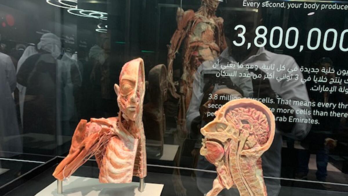 Behold: Museum showcasing the human body opens at Abu Dhabi Khalifa University – News