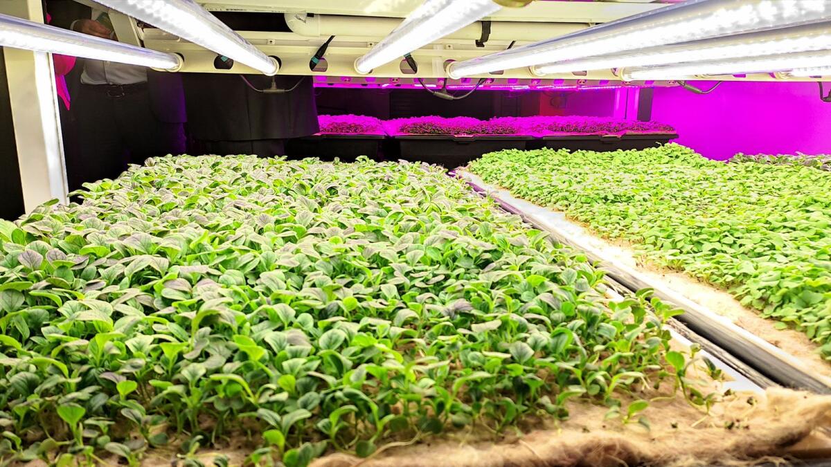 UAE: World’s largest indoor vertical farm opens in Abu Dhabi for R&D – News