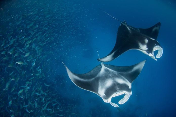 National Geographic Pristine Seas exhibit opens at Al Qana National ...