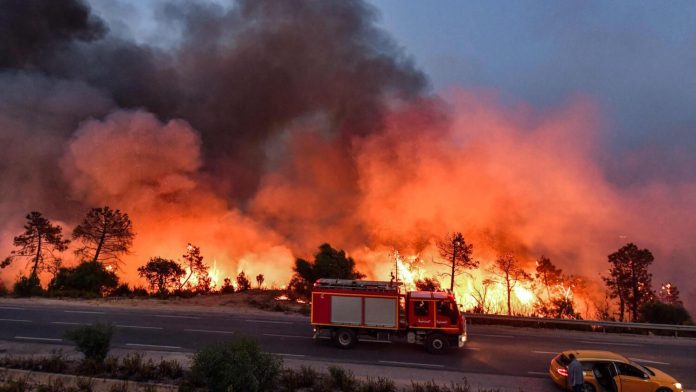 wildfire deaths in Algeria