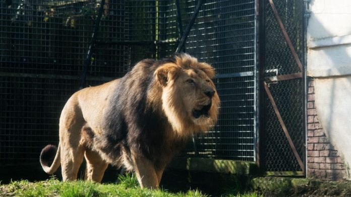 Male Lion at Chessington Zoo -1