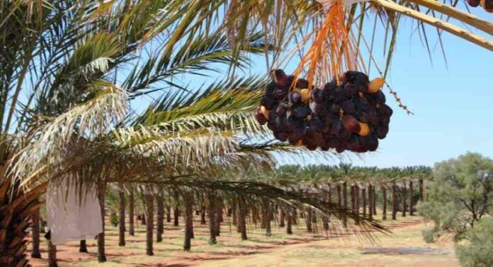 Royal Palm Dates Group