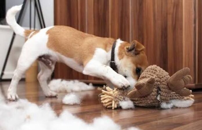 safe dog toys